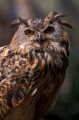 Eagle Owl