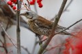 Fieldfare