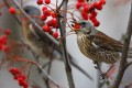 Fieldfare