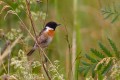 Stonechat