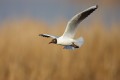 Black-headed Gull