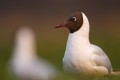 Black-headed Gull