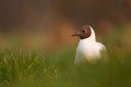 Black-headed Gull