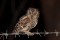 Scops Owl