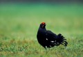 Black Grouse