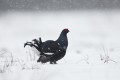 Black Grouse