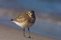 Grey Plover