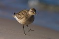 Grey Plover