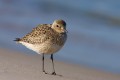 Grey Plover