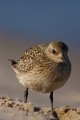 Grey Plover