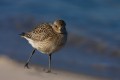 Grey Plover