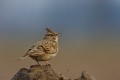 Crested Lark