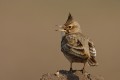 Crested Lark