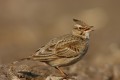 Crested Lark