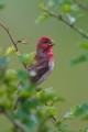 Common Rosefinch