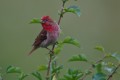 Common Rosefinch