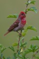 Common Rosefinch