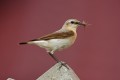 Wheatear