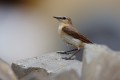 Wheatear