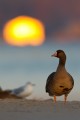 White-fronted Goose