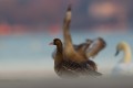 White-fronted Goose