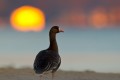 White-fronted Goose