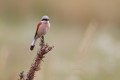 Red-backed Shrike