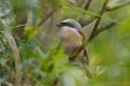 Red-backed Shrike