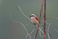 Red-backed Shrike