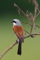 Red-backed Shrike