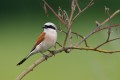 Red-backed Shrike