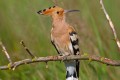 Hoopoe