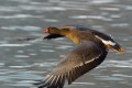 Lesser White-fronted Goose