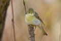 Willow Warbler