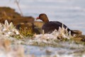 Lesser White-fronted Goose