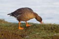 Lesser White-fronted Goose