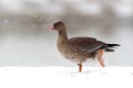 Lesser White-fronted Goose