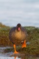 Lesser White-fronted Goose