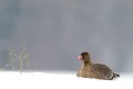 Lesser White-fronted Goose