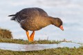 Lesser White-fronted Goose