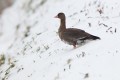 Lesser White-fronted Goose