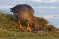 Lesser White-fronted Goose