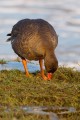 Lesser White-fronted Goose