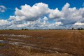 Dotterel field