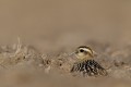 Eurasian Dotterel