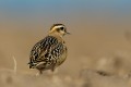 Eurasian Dotterel