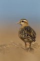 Eurasian Dotterel