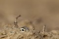 Eurasian Dotterel