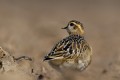 Eurasian Dotterel