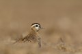 Eurasian Dotterel